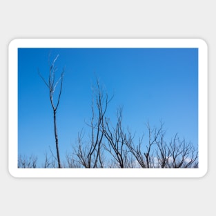 Bare branches Sticker